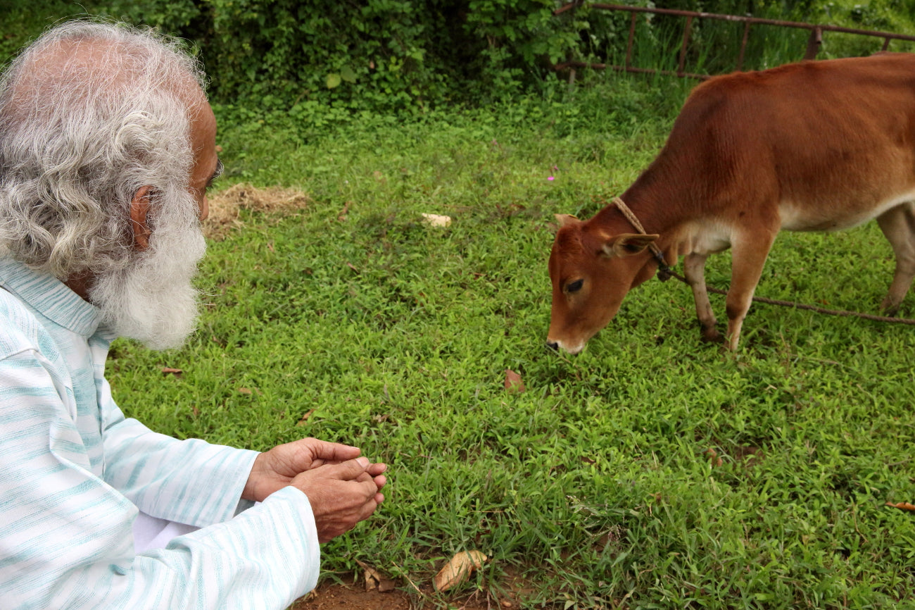 Why not all ghee is created equal, HANAH Vechur Ghee and the Vechur cow are protected in Kerala, India by Dr. Venugopal and HANAH ONE