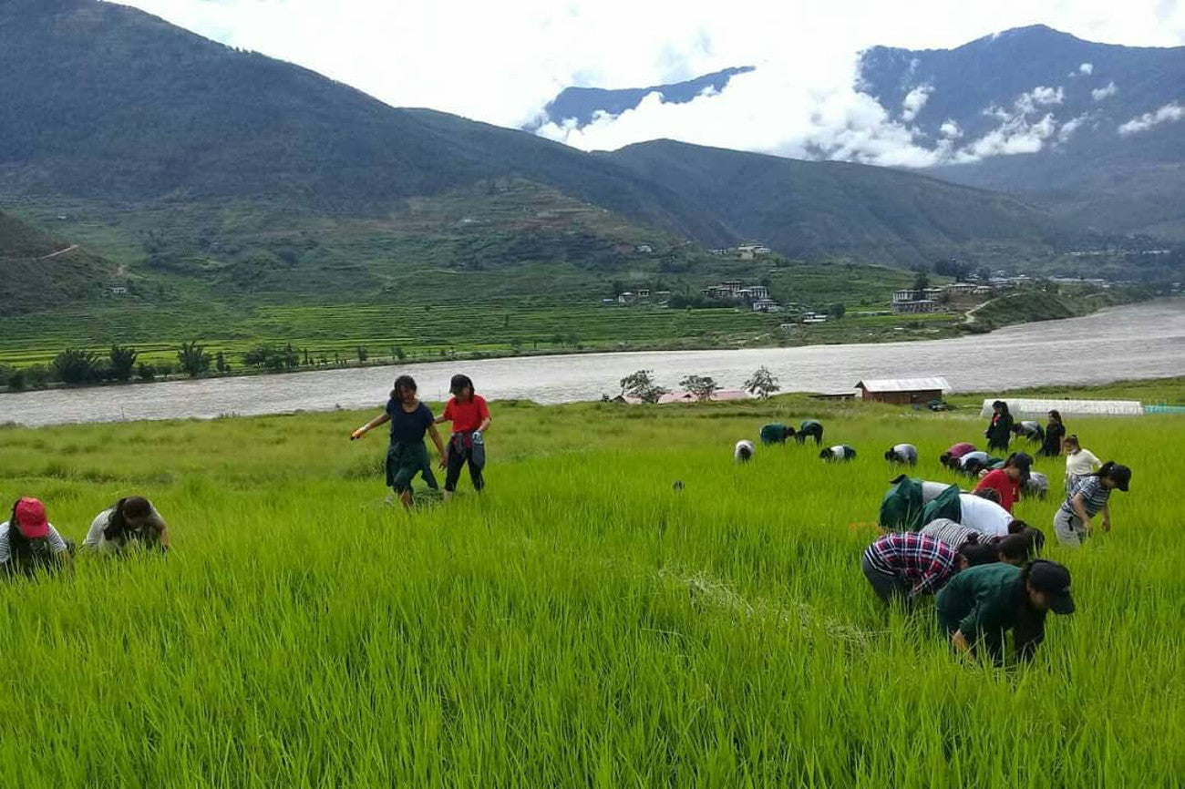 Beyond botanical medicine – changing lives through female education and entrepreneurship in Bhutan