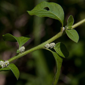 Stem, leaves, and flowers of the aerva lanata plant