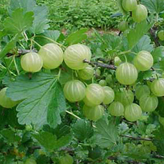 Close up of fruit of the Indian gooseberry, also known as amla or amalaki