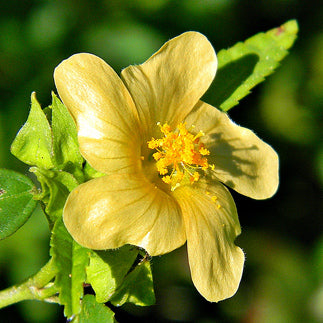 Flower of the arrowleaf sida plant