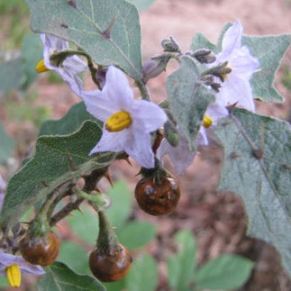 Close up of flowers, fruits, and leaves of the brihati plant