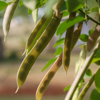 Butterfly pea plant pods