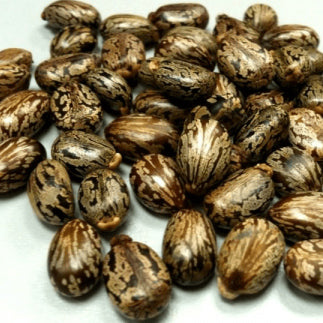 Pile of castor seeds