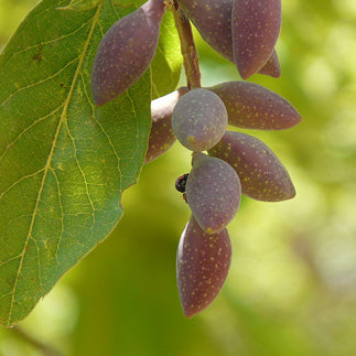 Close up of fruit of the chebulic myrobalin plant