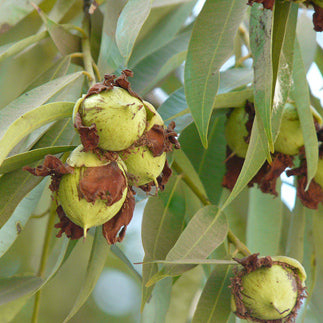 Leaves and fruits of the cobras saffron plant