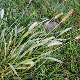 Demostachya plant, also known as halfa grass