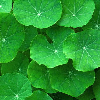 A bunch of gotu kola leaves