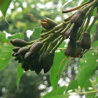 Close up of oroxylum, also known as the indian trumpet flower