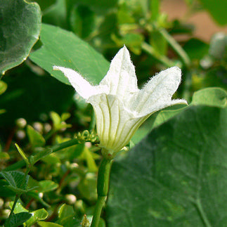 Flower and leaves of an ivy gourd