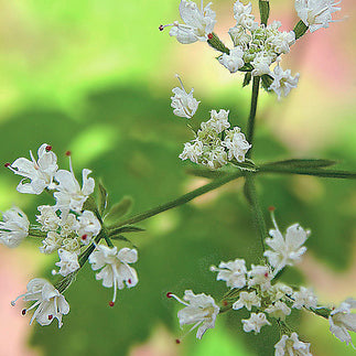 Flowers of licorice root plant