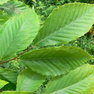 Leaves of Malay Bush also known as Beechwood