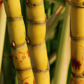 Close up of sugar cane illustrating policosanol, a supplement derived from sugarcane