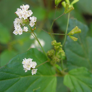 Flowers and leaves of the punarnava plant