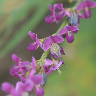 Flowers of sarivan plant