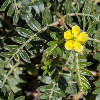 Flower and leaves of tribulus terrestris plant