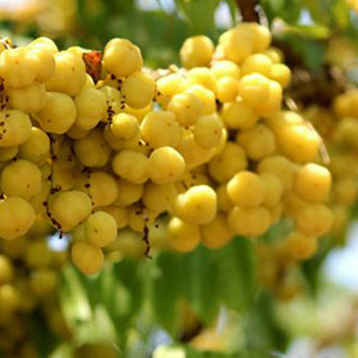 Close up of berries of the yellow-berried nightshade plant