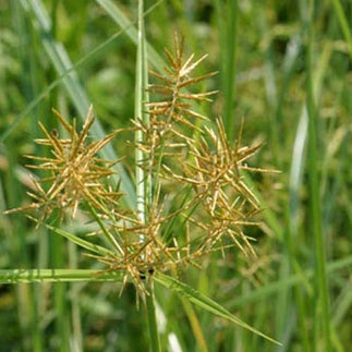 Leaves of yellow nutsedge plant