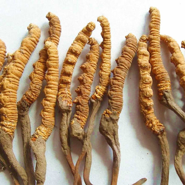 Horizontally arranged cordyceps roots