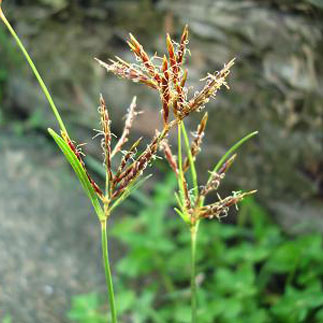 Close up of cyperus plant