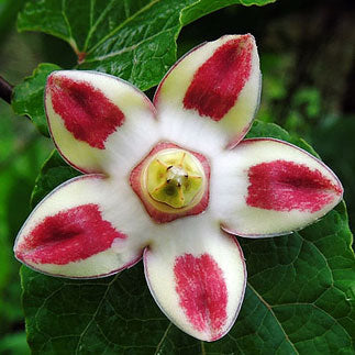 Close up of holostemma flower and leaves