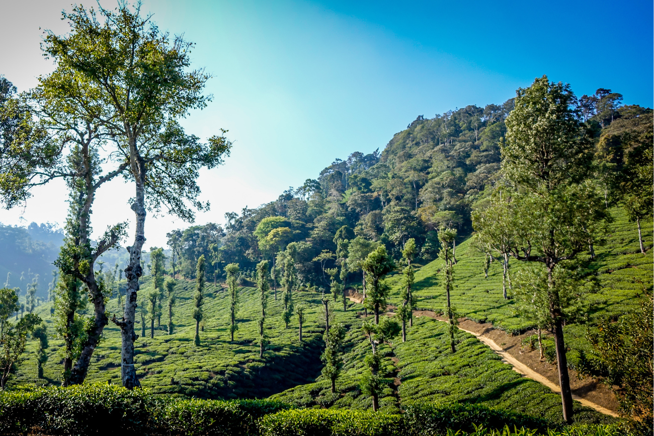 Lush, green farmland on a hill in Kerala, India.