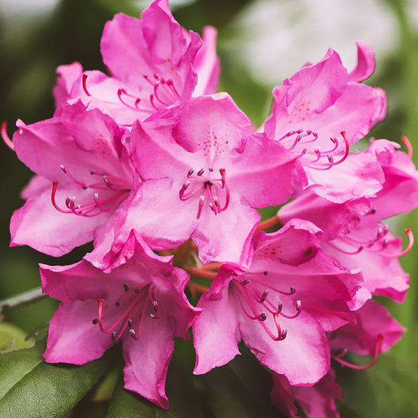 Close up of cluster of rhododendron flowers