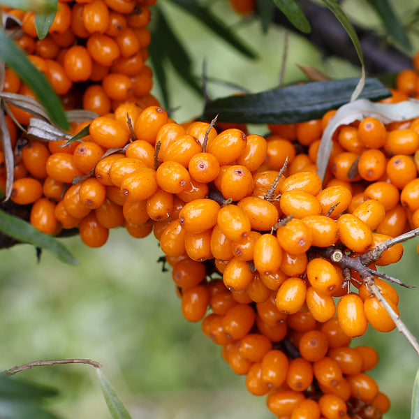 Bunches of orange sea buckthorns