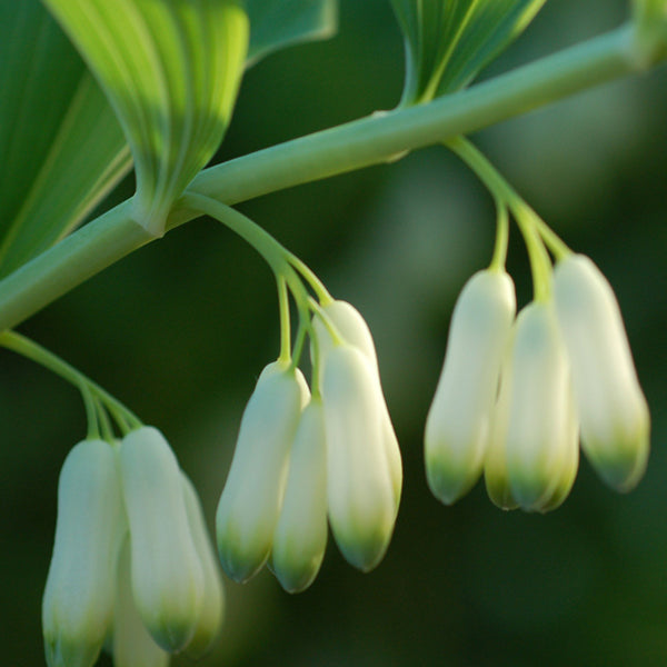 Close up of Solomon's seal plant